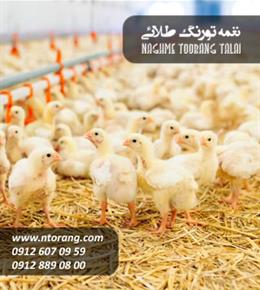 فروش جوجه گوشتی ساوانا